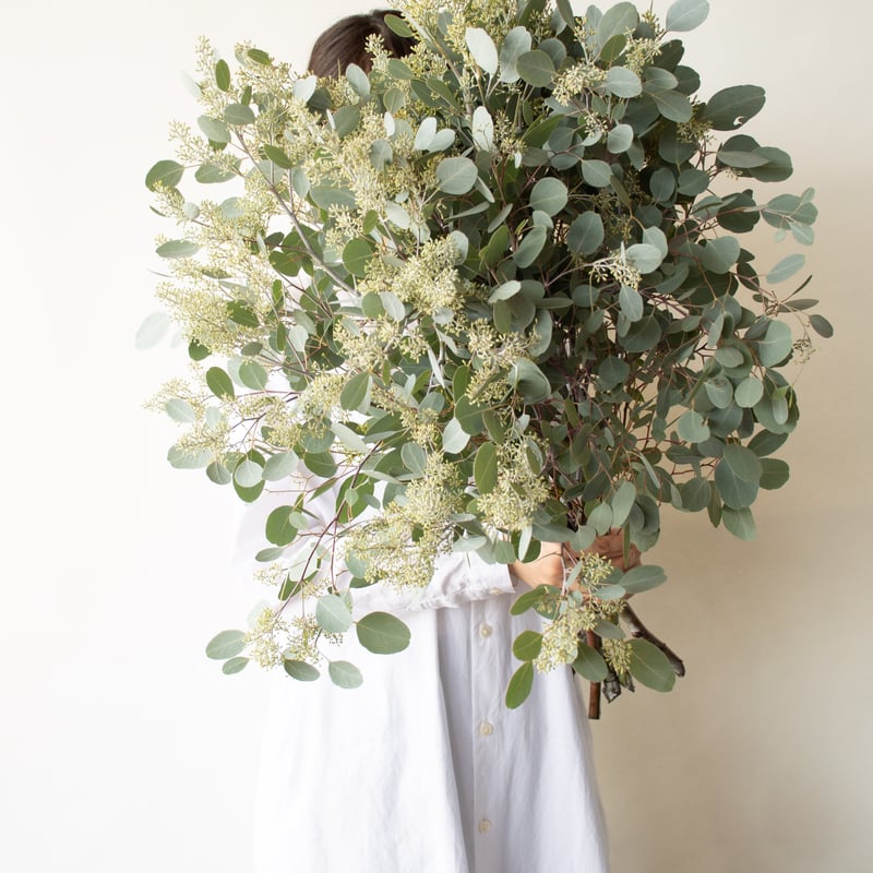 ポポラス「フェアリー」 | tokyo_shokubutsu_zufu