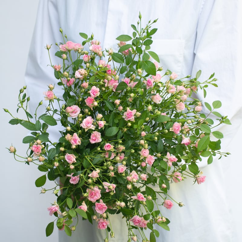 SPバラ「リトルウッズ」 | tokyo_shokubutsu_zufu リトルウッズ ドライ