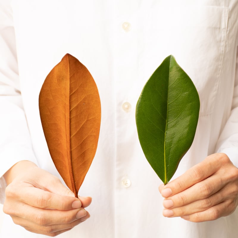 マグノリア | tokyo_shokubutsu_zufu