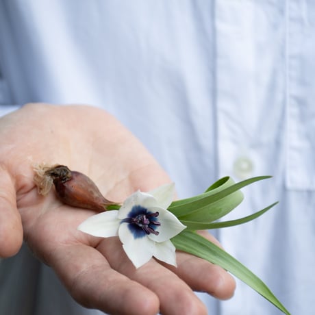チューリップ「アルバコエルレアオクラータ」