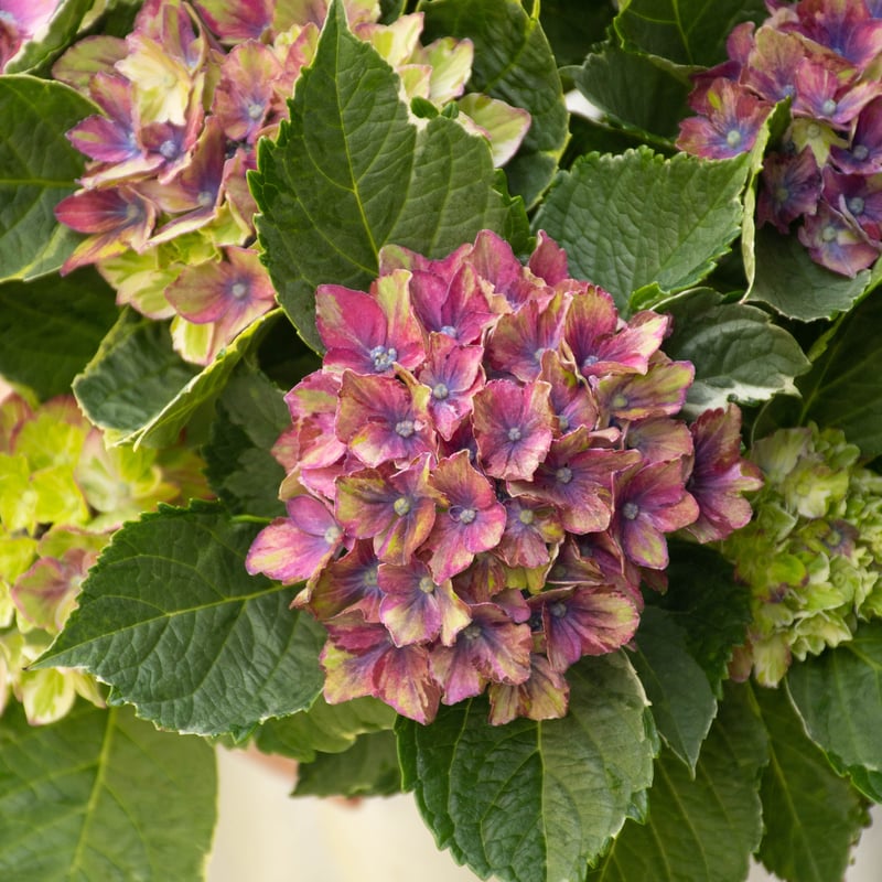 かぺ様 リクエスト 2点 まとめ商品　紫陽花　アジサイ　サプライズ　スパイス あじさい様 リクエスト 2点 まとめ商品 かぺ様 リクエスト 2点 まとめ