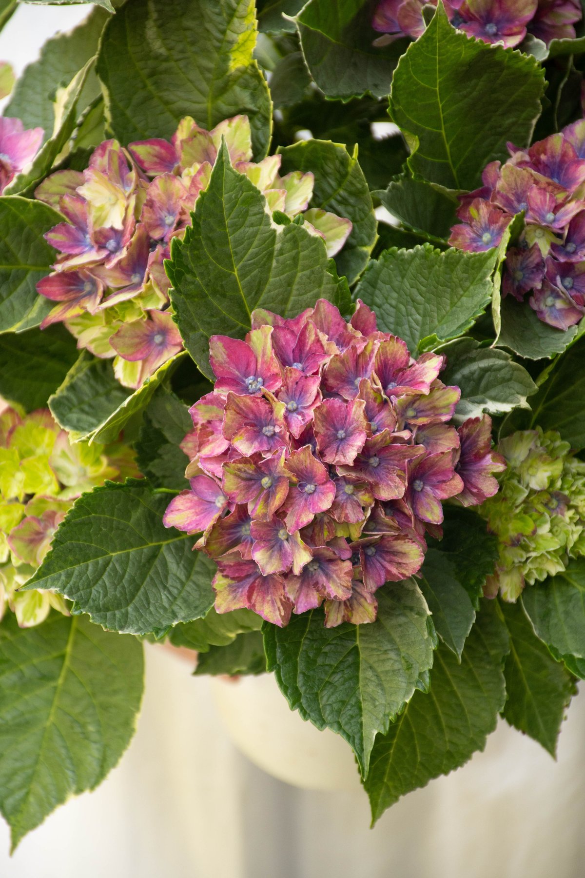 かぺ様 リクエスト 2点 まとめ商品　紫陽花　アジサイ　サプライズ　スパイス かぺ様 リクエスト 2点 まとめ商品 紫陽花 アジサイ サプライズ