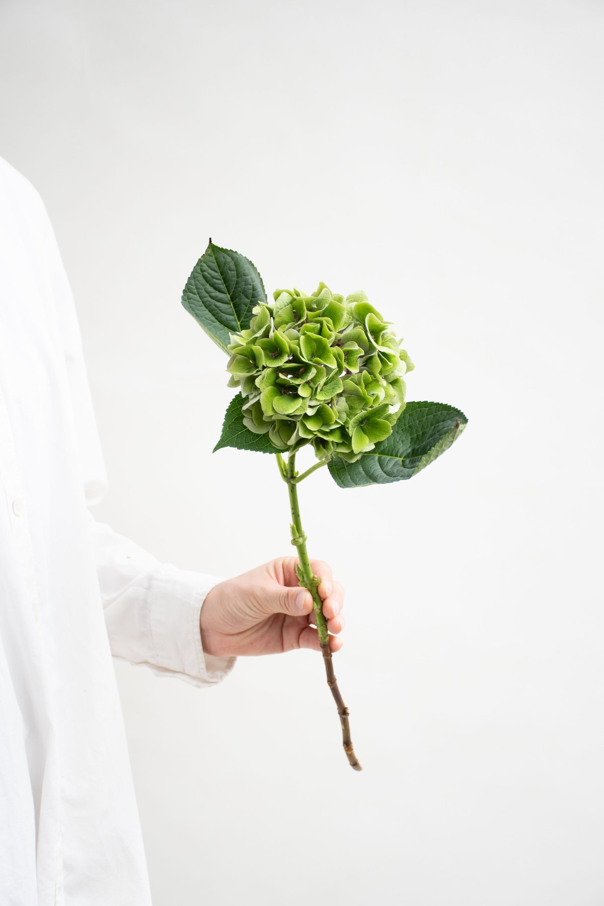 ひまわり18さま　2苗　輸入アジサイ　マジカルリン　フェ アジサイ「マジカルクリスタル」 | tokyo_shokubutsu_zufu