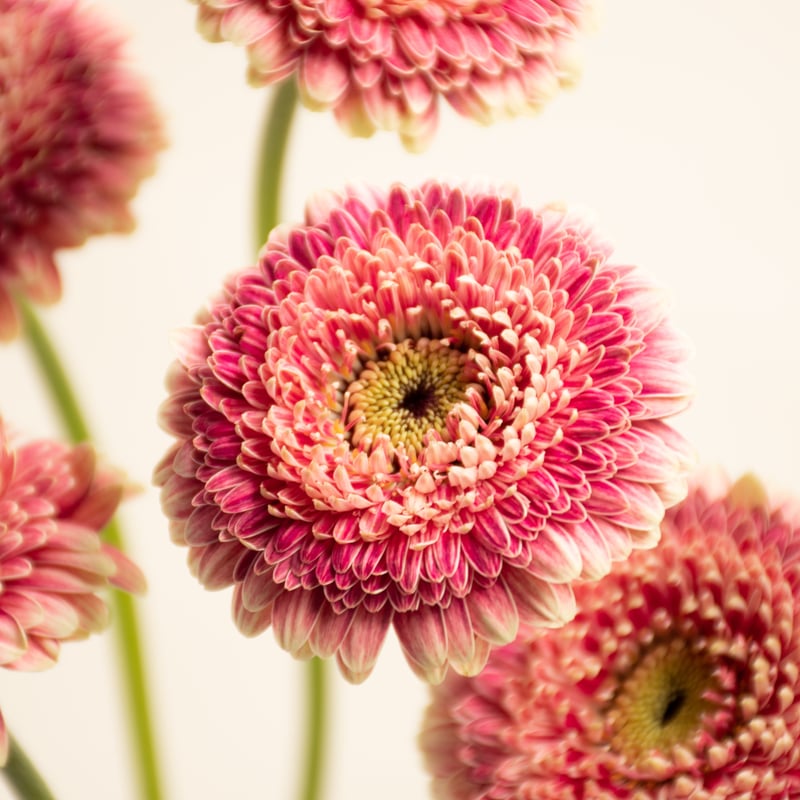 さぎやまはなガーベラ「セス」 | tokyo_shokubutsu_zufu