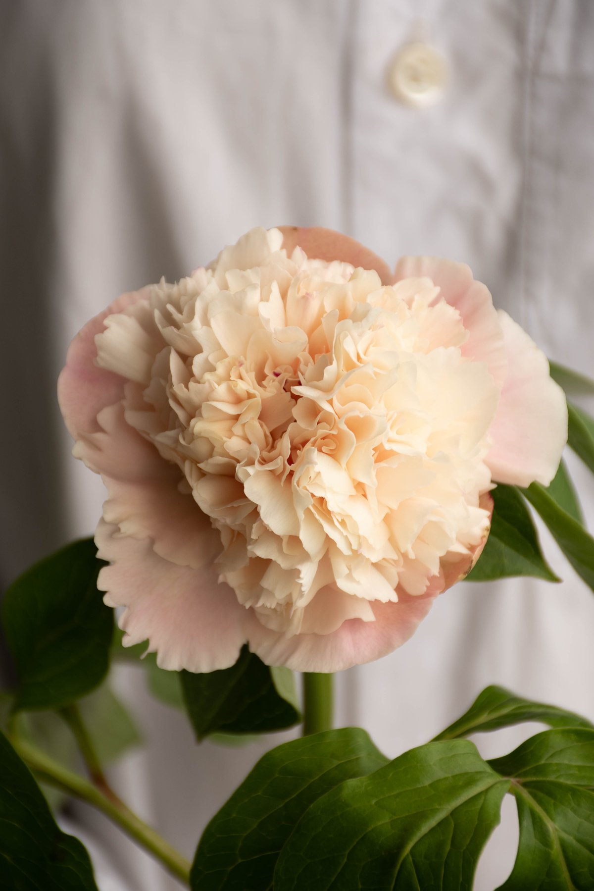 シャクヤクリース　芍薬 シャクヤクリース 芍薬