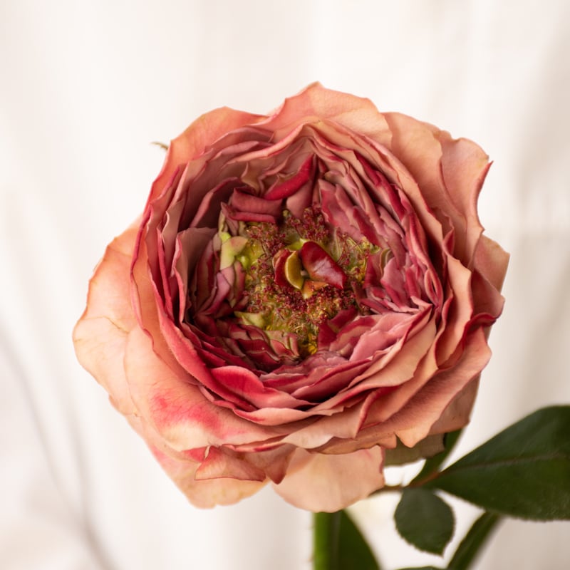 バラ「ヴァーズミックス」 | tokyo_shokubutsu_zufu