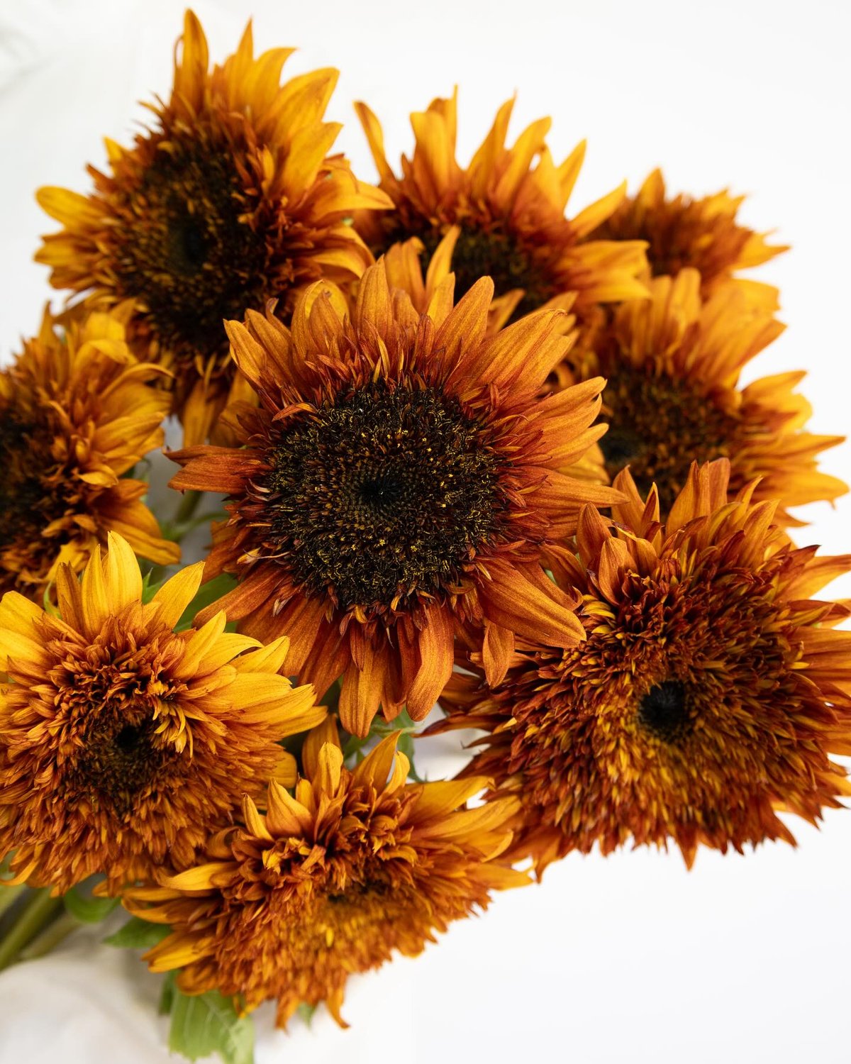 たらりん 豪華特大向日葵のスワッグ たらりん様専用 豪華特大向日葵のスワッグ