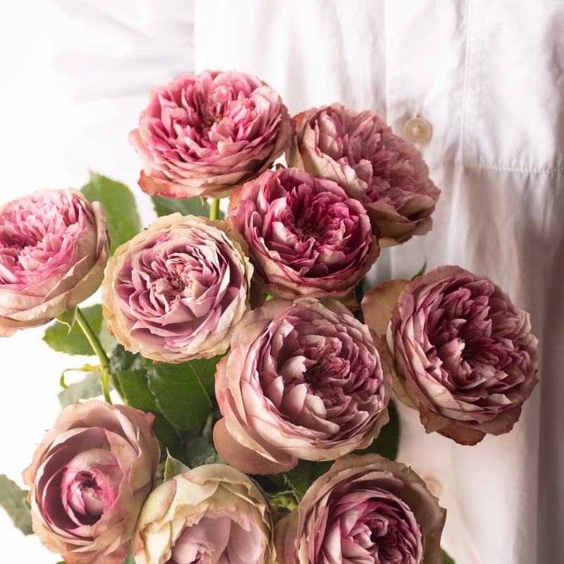 バラ堀木園芸「ナッシングウィズアウトユー」 | tokyo_shokubutsu_zufu