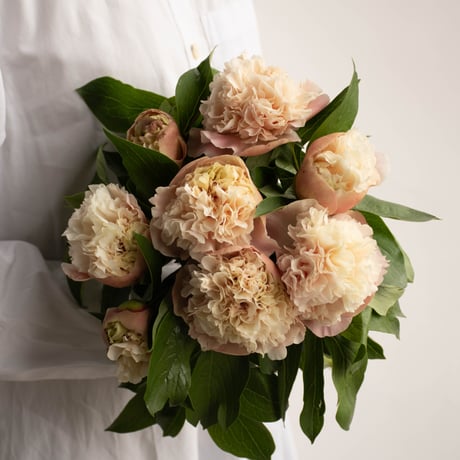 CATEGORY シャクヤク | tokyo_shokubutsu_zufu