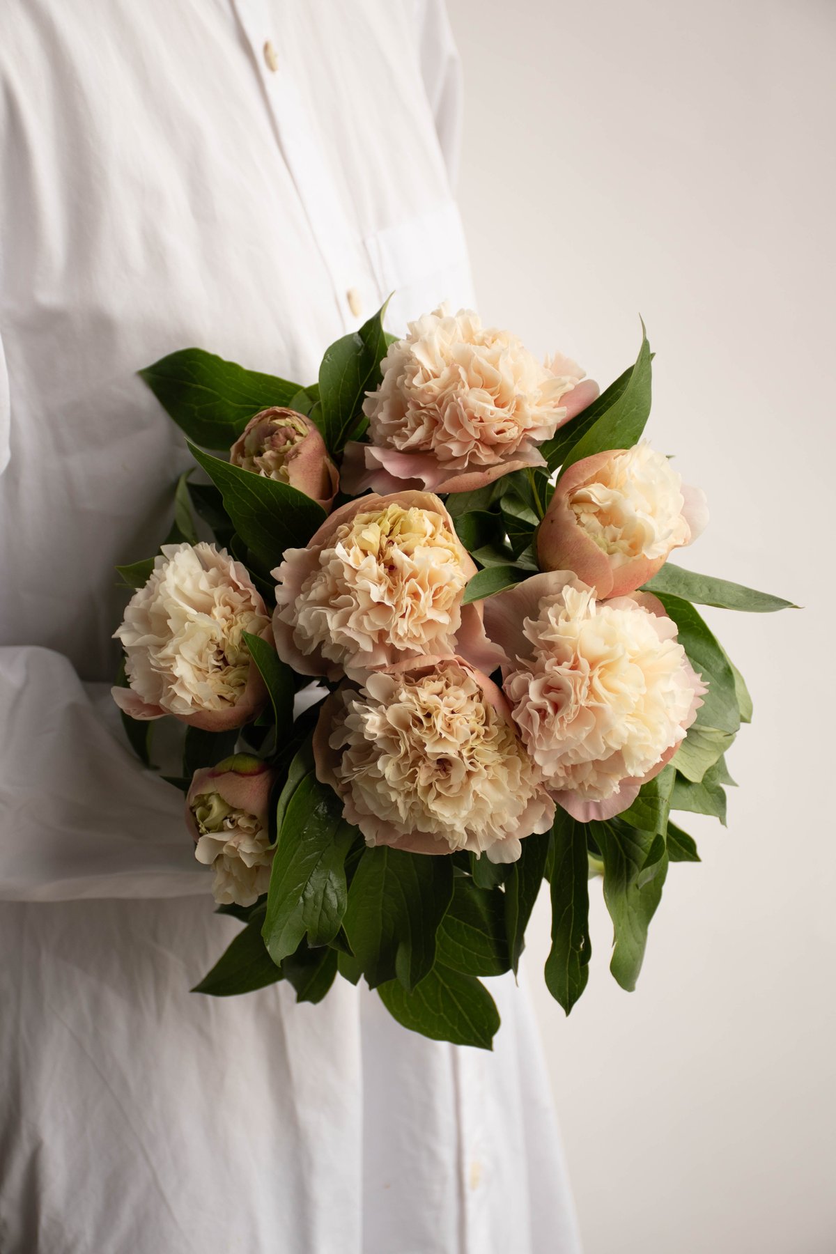 シャクヤクリース　芍薬 園芸ネット本店｜＆#9747;シャクヤク（芍薬）：ケルウォーズグロリオサ