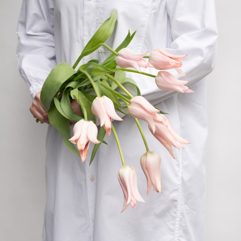 チューリップ「バラードレディ」 | tokyo_shokubutsu_zufu