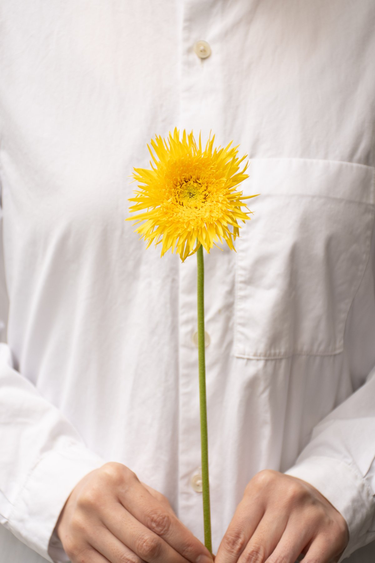 原種ガーベラ　黄色他 ガーベラ「スパイダーフルダブルミックス」 | tokyo_shokubutsu_zufu