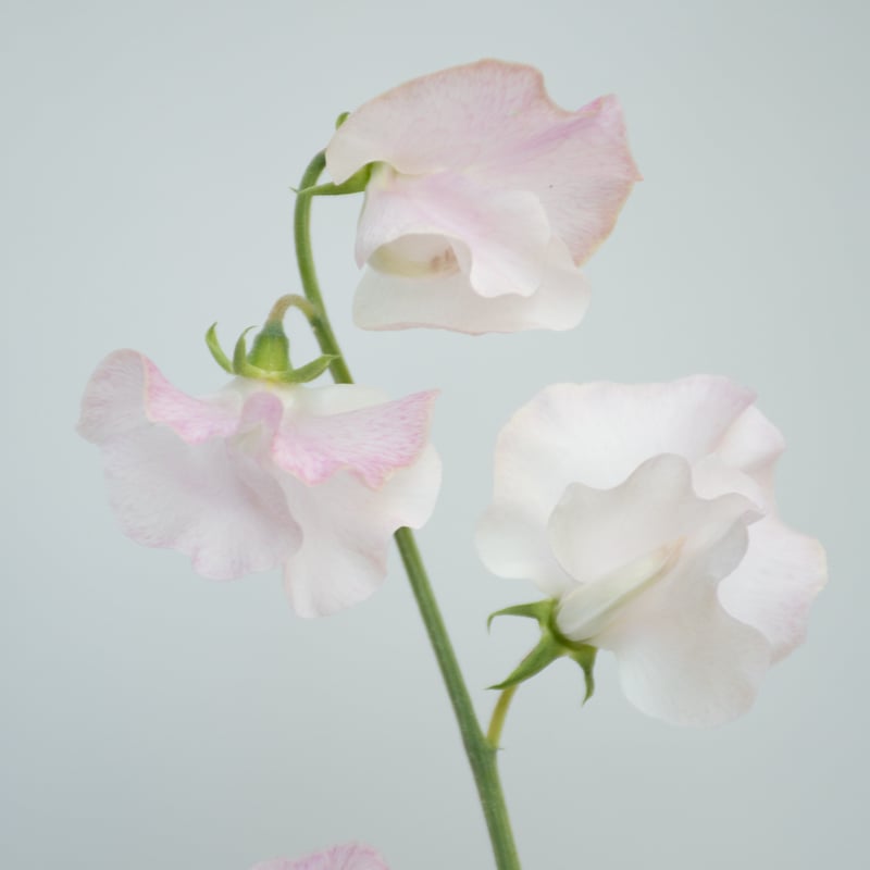 スイトピー「ペッシュ」 | tokyo_shokubutsu_zufu 