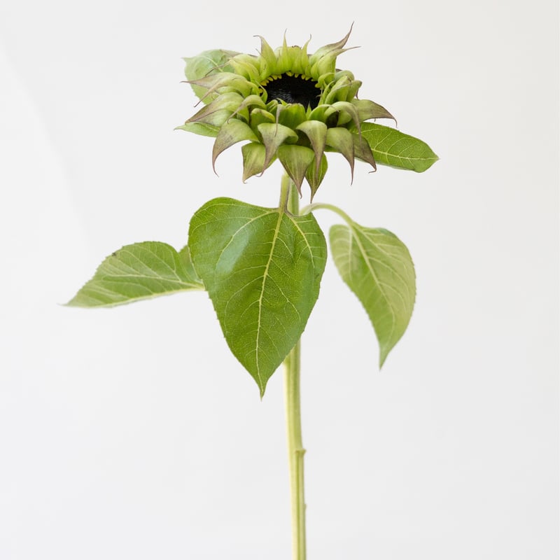 シュ-ルプランツ 超植物 世界一美しいひまわりの理想 ヒマワリ「パープルヒル」 | tokyo_shokubutsu_zufu