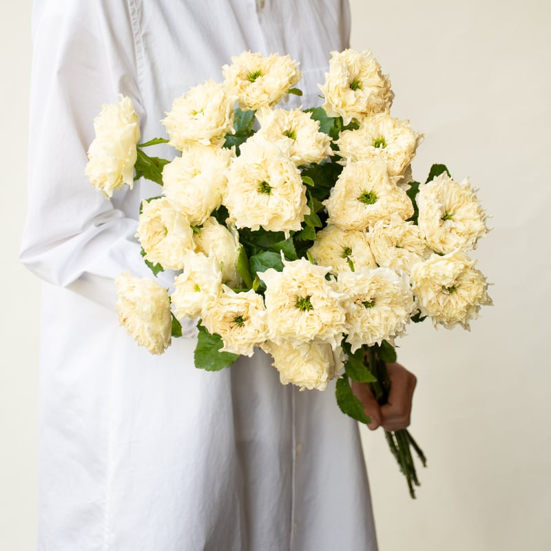 バラ「オール4キュート＆ホワイト」 | tokyo_shokubutsu_zufu