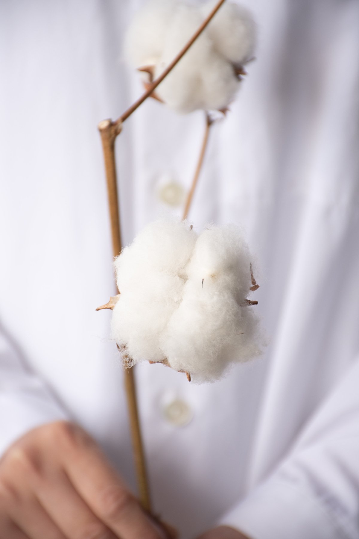 国産「コットンツリー」 | tokyo_shokubutsu_zufu