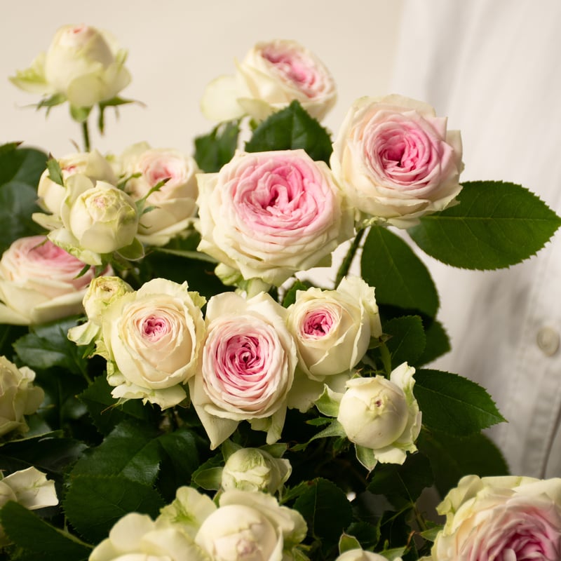 SPバラ「ジェラート」 | tokyo_shokubutsu_zufu