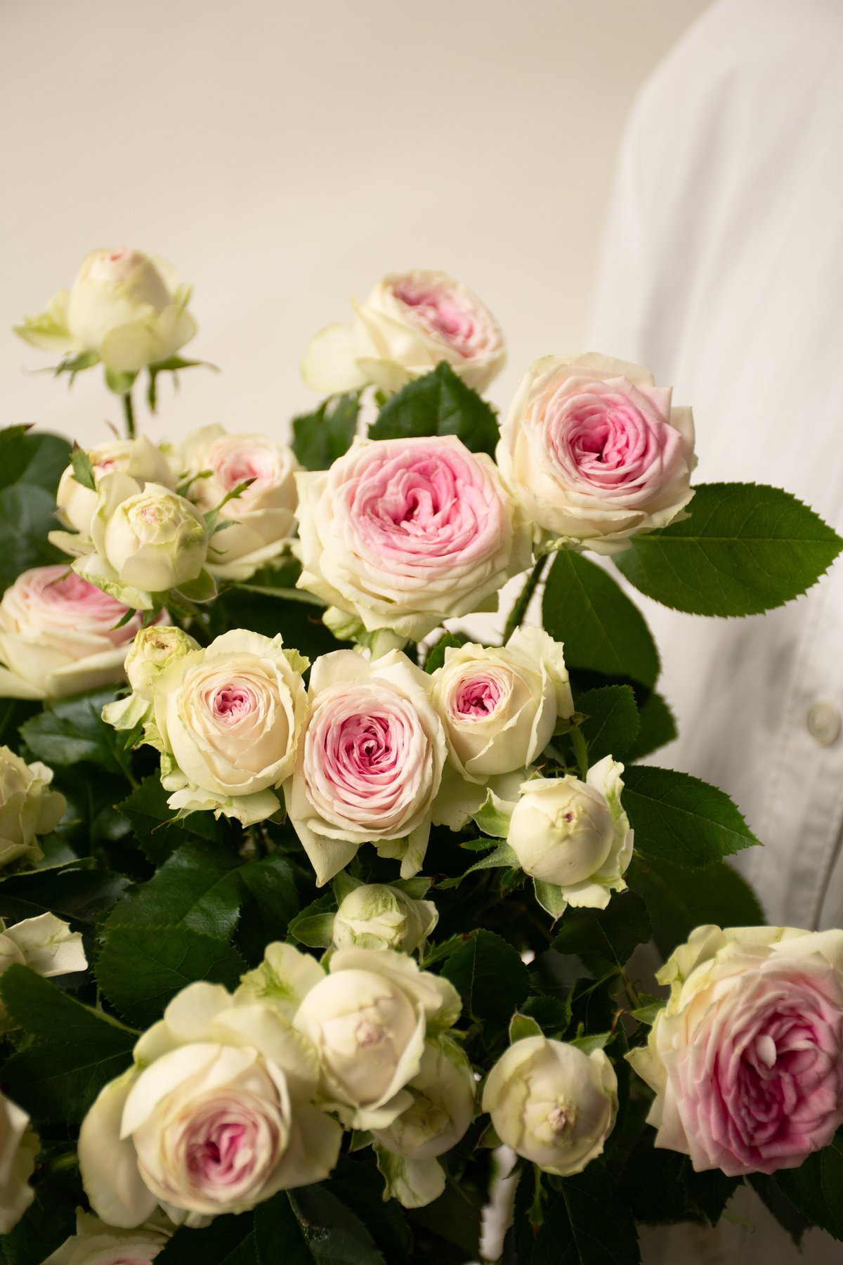 SPバラ「ジェラート」 | tokyo_shokubutsu_zufu