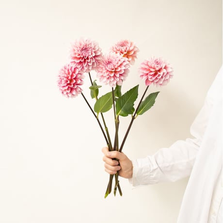 ダリア「花夢」