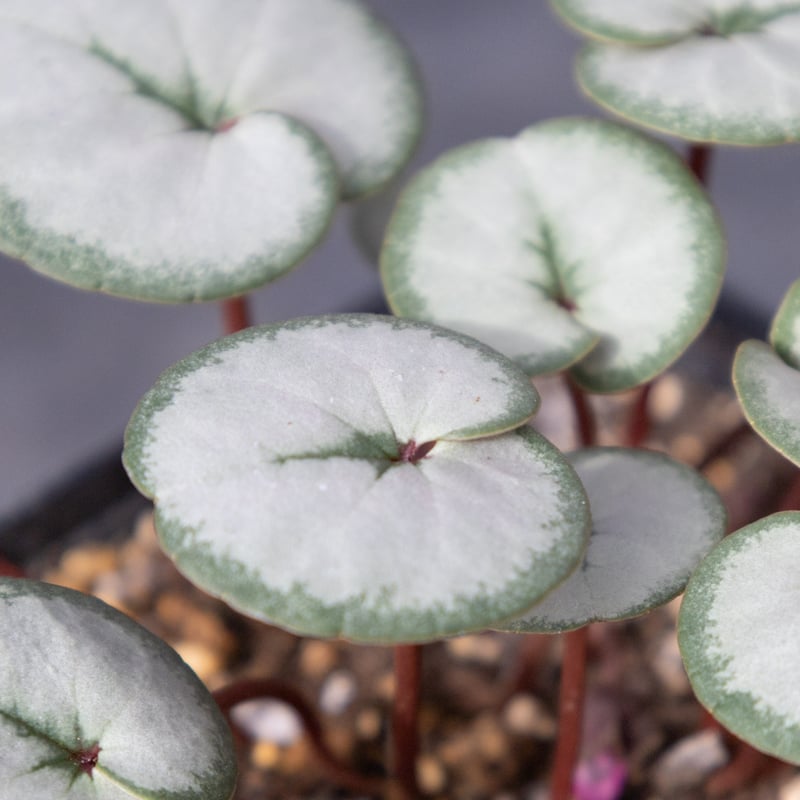 はら園芸「原種シクラメンセット」 | tokyo_shokubutsu_zufu