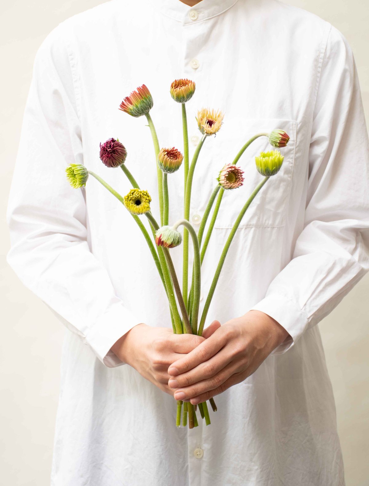 ガーベラ「蕾ミックス」 | tokyo_shokubutsu_zufu