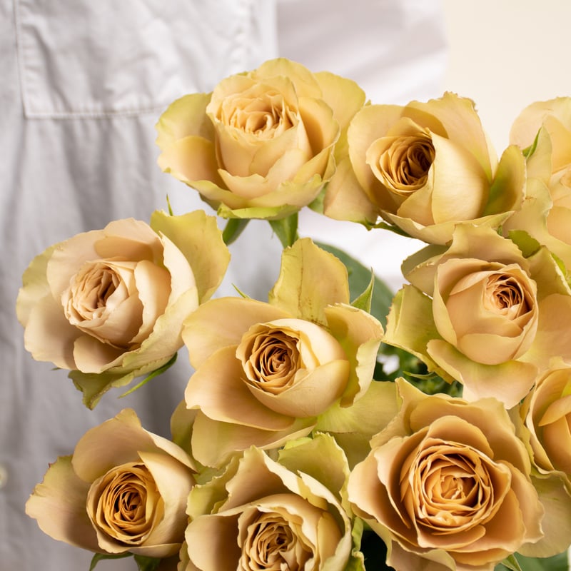 バラ「堀木園芸 ワンダーウォール」 | tokyo_shokubutsu_zufu