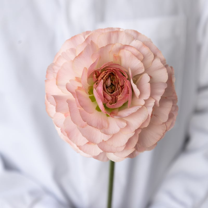 ラナンキュラス「プラージュ」 | tokyo_shokubutsu_zufu