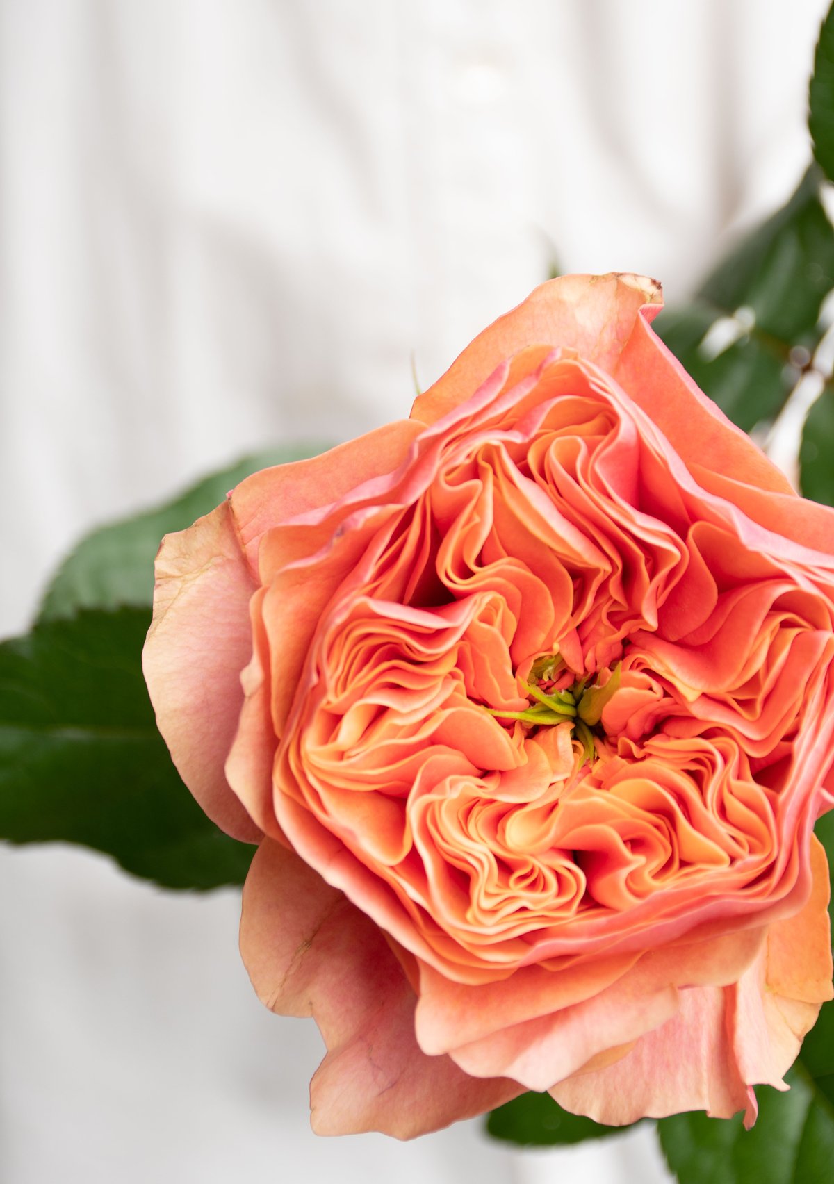 バラ「ケンジントンガーデン」 | tokyo_shokubutsu_zufu