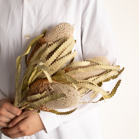 CATEGORY ドライフラワー | tokyo_shokubutsu_zufu