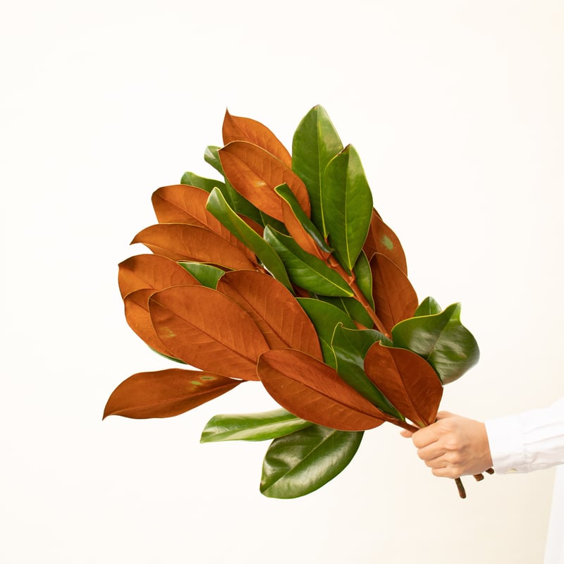 マグノリア | tokyo_shokubutsu_zufu