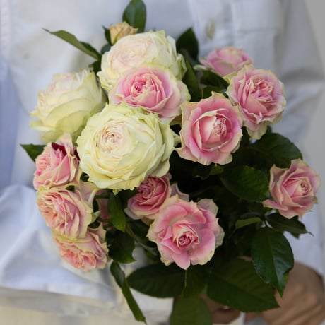 卓上のバラ CATEGORY バラ | tokyo_shokubutsu_zufu