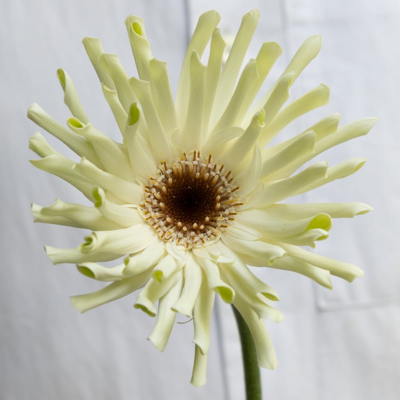 ガーベラ「パスタ咲きMIX」 | tokyo_shokubutsu_zufu