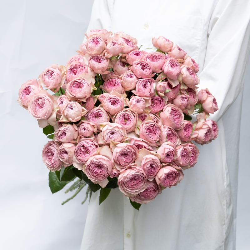 SPバラ「モーブティアラ」 | tokyo_shokubutsu_zufu