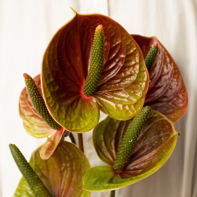 かわまたの花「アンスリュームスパイクアンティーク