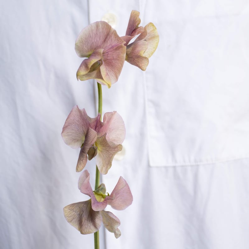 アンティーク ソサイエティシルク手刺繍 スィートピー 菫 スカラップドイリー アンティーク ソサイエティシルク手刺繍 スィートピー 菫 スカラップ