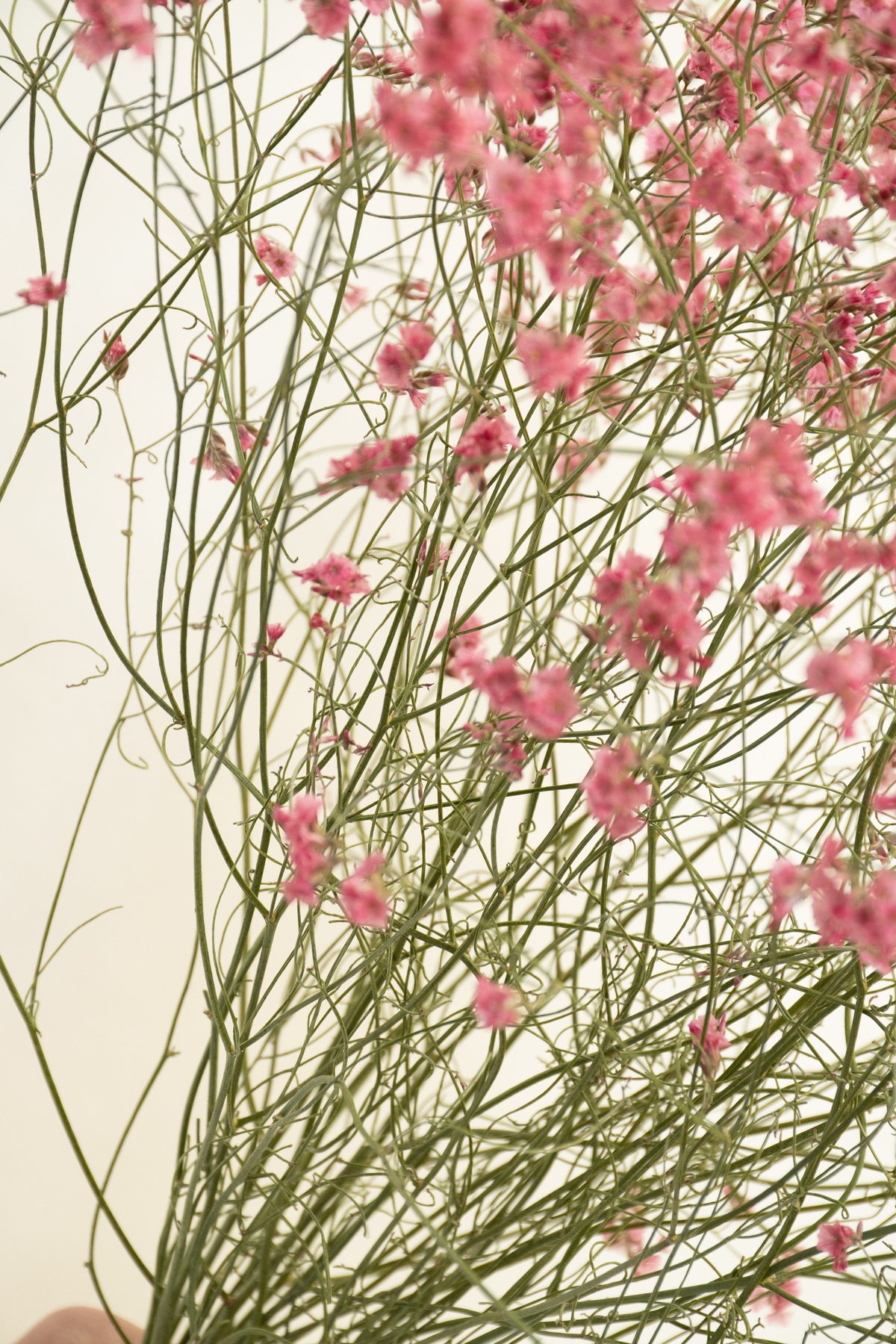 ドライフラワー「リモニウム」 | tokyo_shokubutsu_zufu