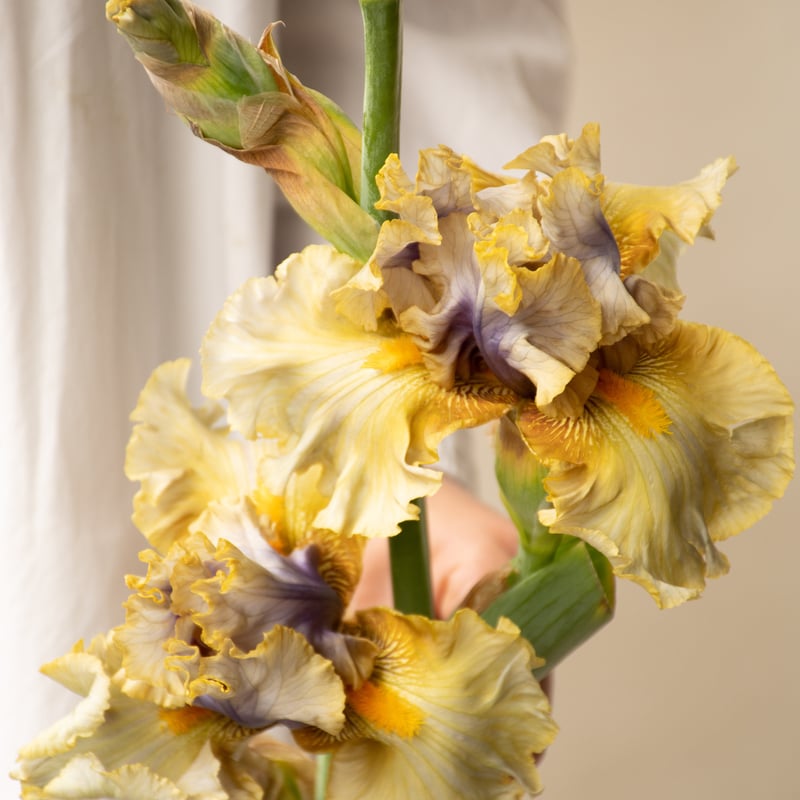 ジャーマンアイリス「ミックス」 | tokyo_shokubutsu_zufu