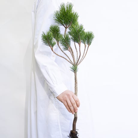 CATEGORY 松 | tokyo_shokubutsu_zufu