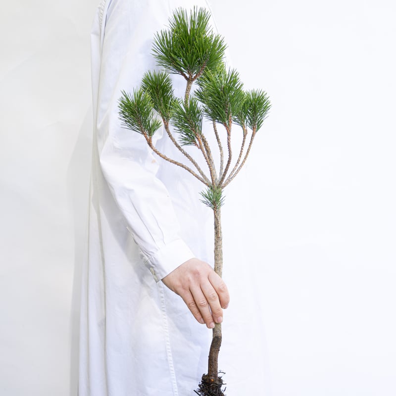 松「根引松」 | tokyo_shokubutsu_zufu