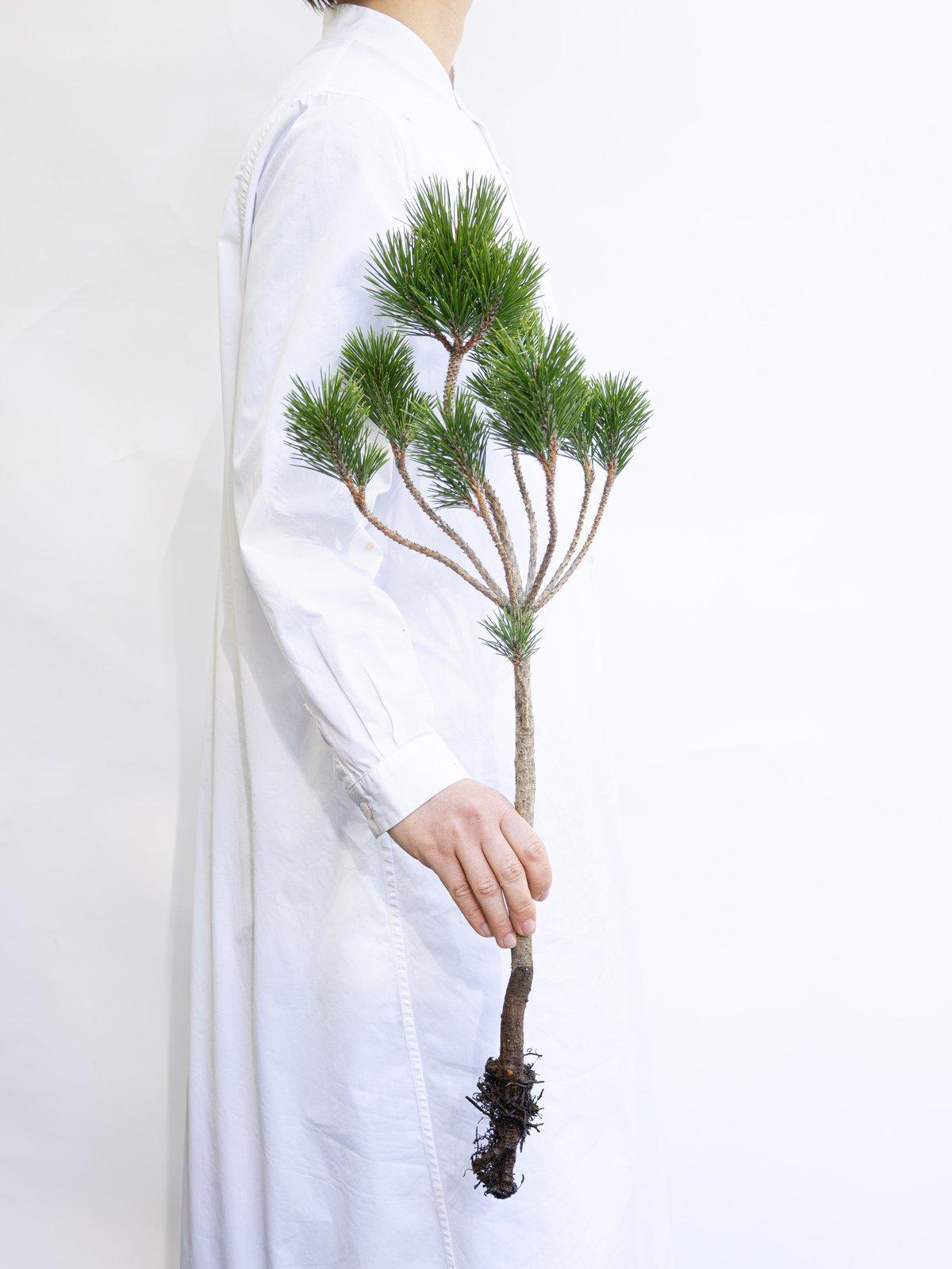 松「根引松」 | tokyo_shokubutsu_zufu