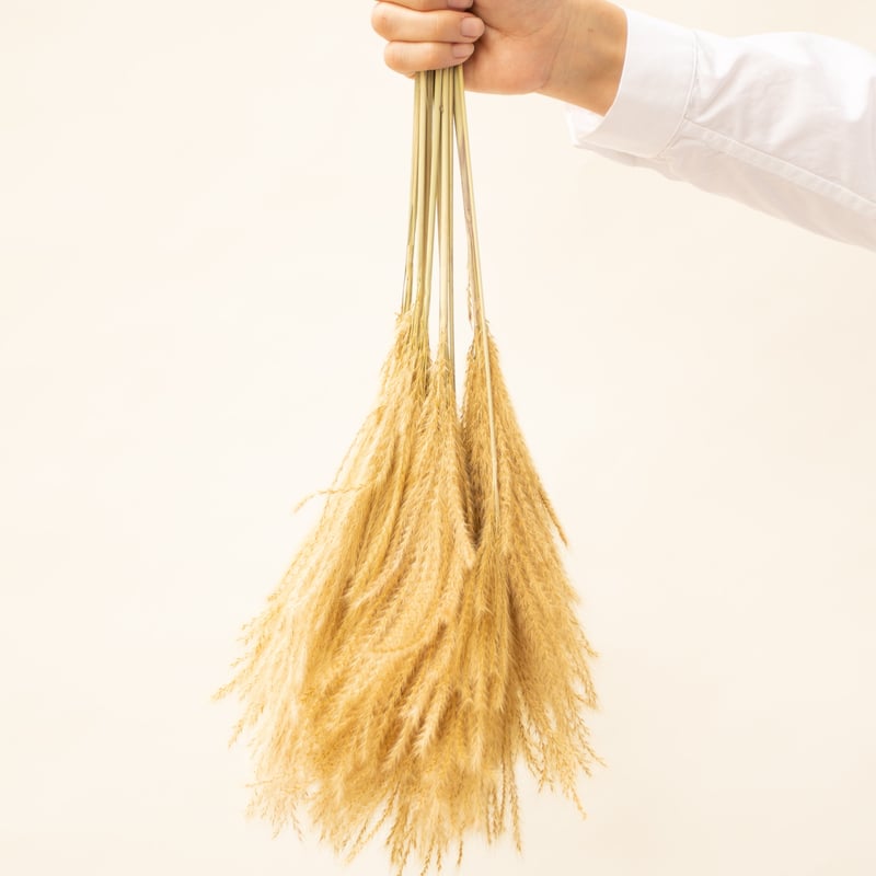 ドライフラワー「ススキ」 | tokyo_shokubutsu_zufu