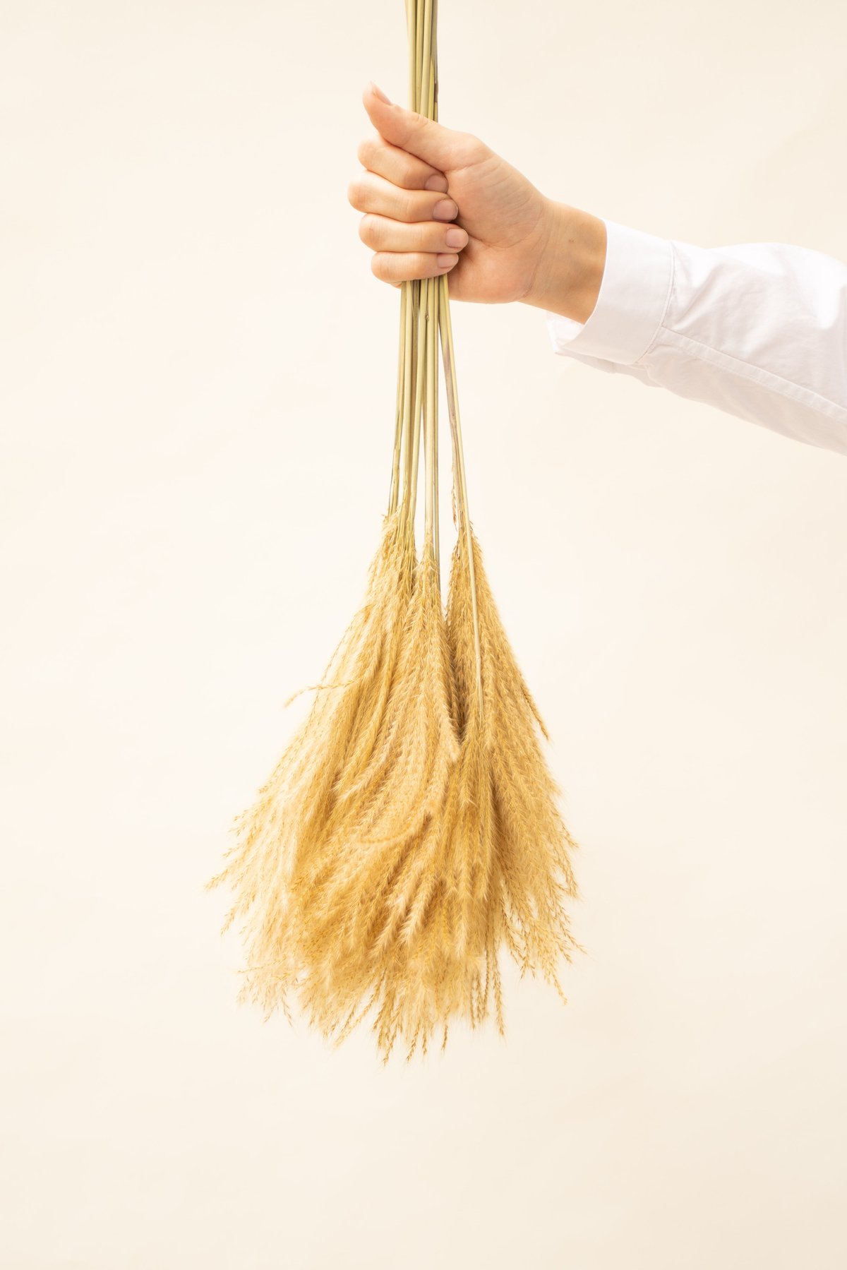 Sale　c  ススキドライフラワー　オギ　ヨシ 034-08346.jpg