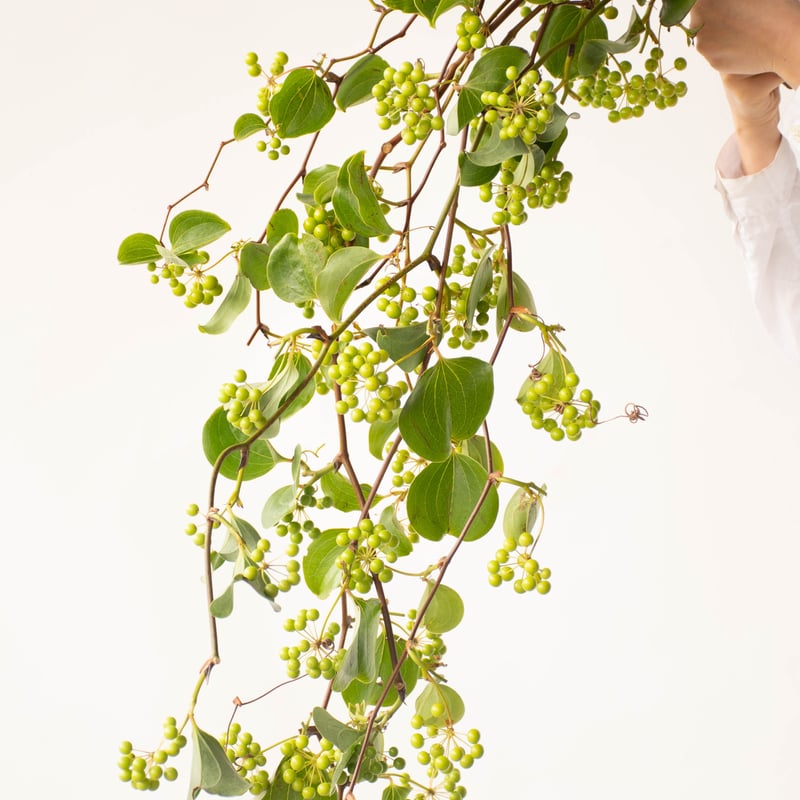 サンキライ | tokyo_shokubutsu_zufu