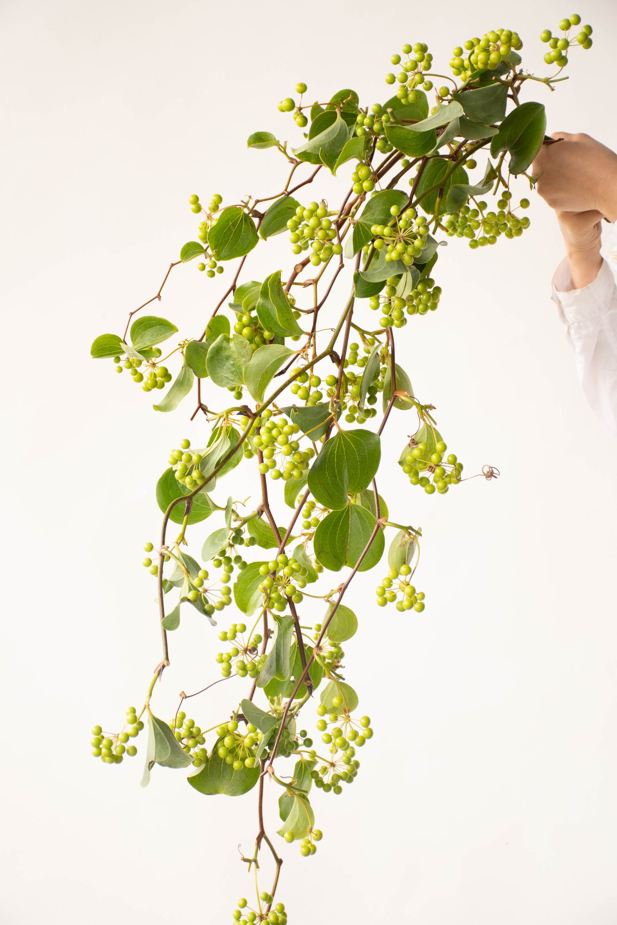 山帰来やベルギーナッツを丁寧に紡いだ針葉樹香る オーバル型