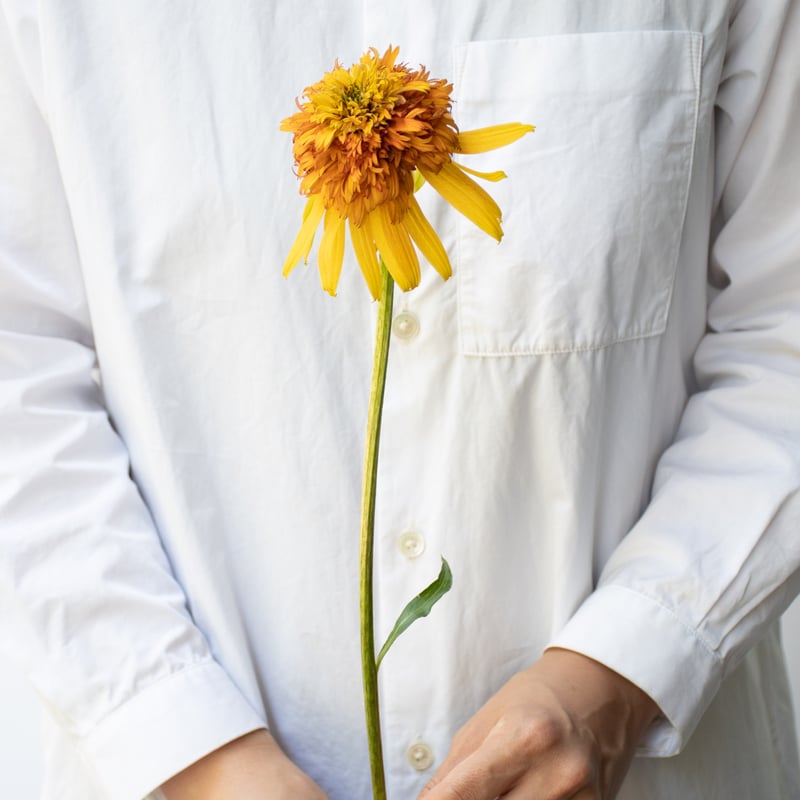 エキナセア「マーマレード」 | tokyo_shokubutsu_zufu