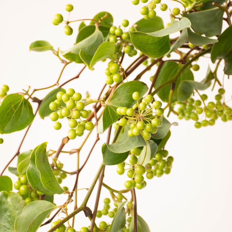 【予約受付終了】サンキライ　実30個　1380円 クリスマスの赤い実 サンキライ 1束 | 新鮮お花問屋 Jp-Farmers.com