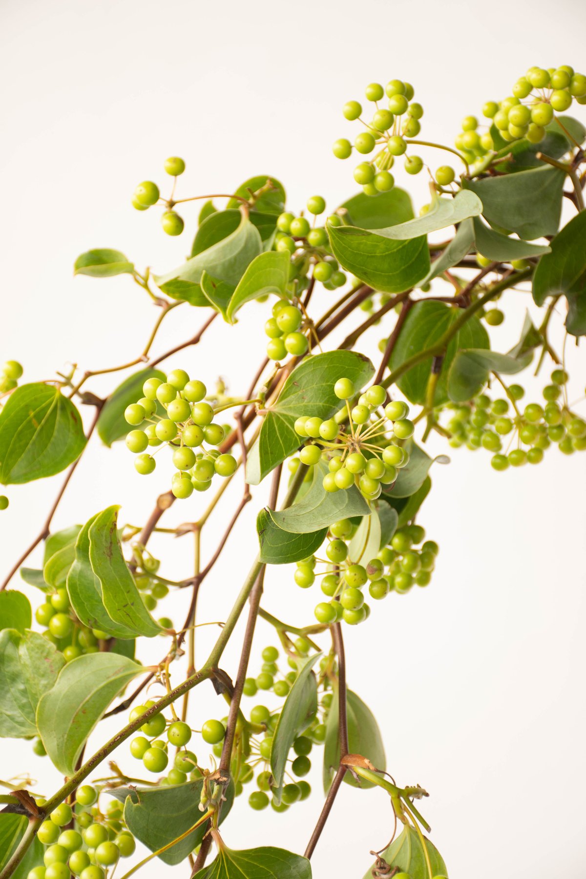 サンキライ | tokyo_shokubutsu_zufu