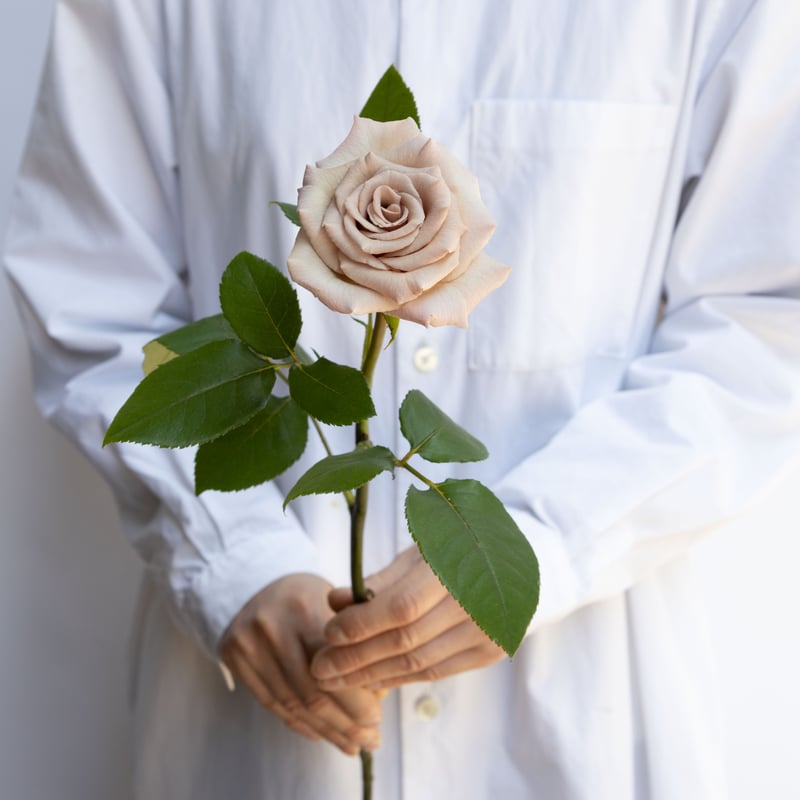 バラ「ミルクティ」 | tokyo_shokubutsu_zufu