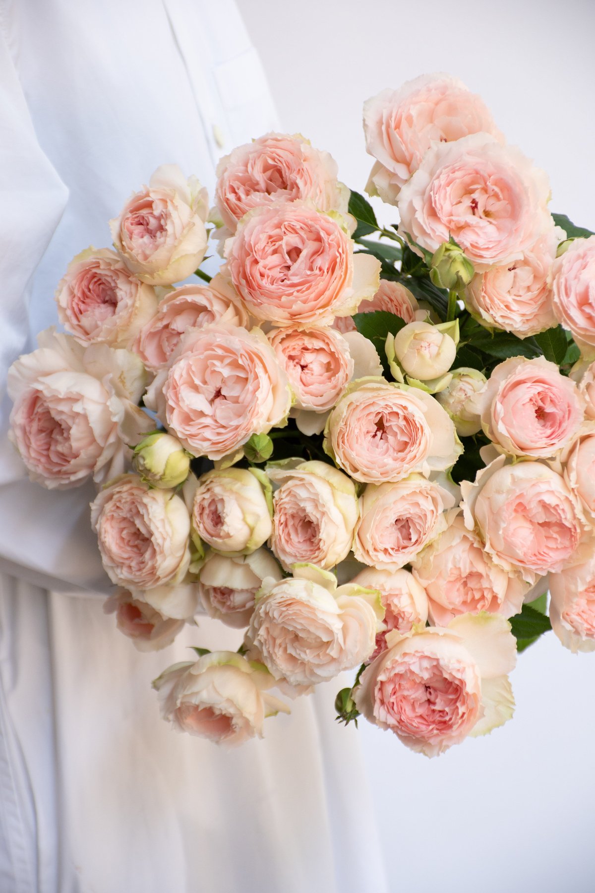 SPバラ「ベイビーカメレオン」 | tokyo_shokubutsu_zufu 