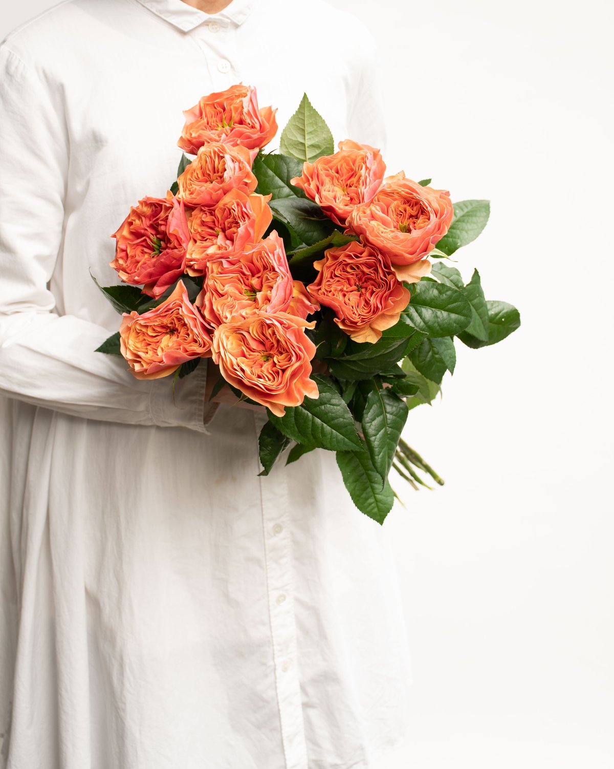 バラ「ケンジントンガーデン」 | tokyo_shokubutsu_zufu